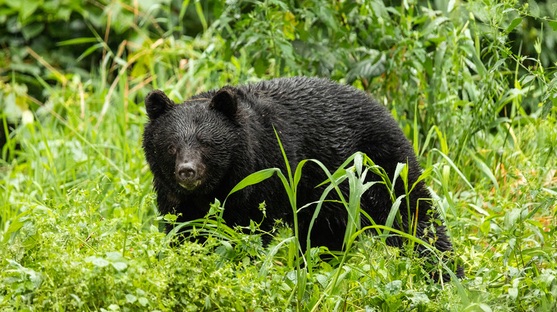 A bear in tall grass searching for food